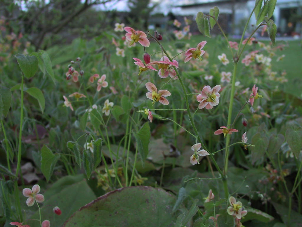 Epimedium warleyense Orangekoenigin 02.JPG